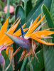 birds of paradise