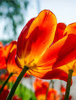 orange flowers