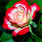 up close of a rose